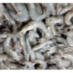 7 Manfaat Udang untuk Kesehatan yang Jarang Diketahui, Kaya Protein Rendah Lemak, Begini Kata Mulyadi