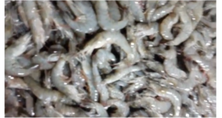 7 Manfaat Udang untuk Kesehatan yang Jarang Diketahui, Kaya Protein Rendah Lemak, Begini Kata Mulyadi