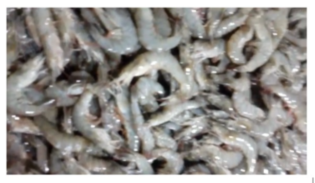 7 Manfaat Udang untuk Kesehatan yang Jarang Diketahui, Kaya Protein Rendah Lemak, Begini Kata Mulyadi